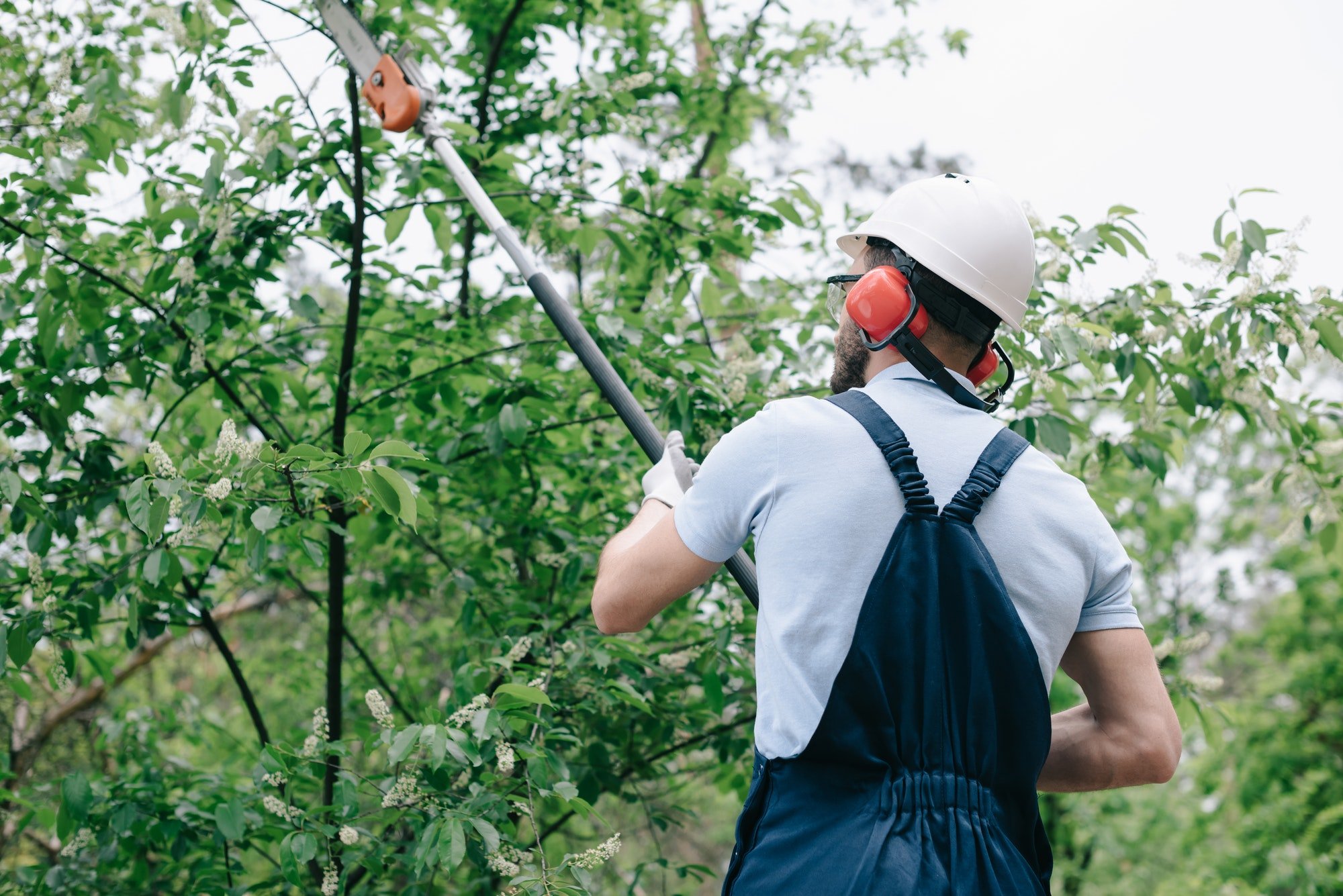 Using a Professional Trees Service Penticton Tree Service