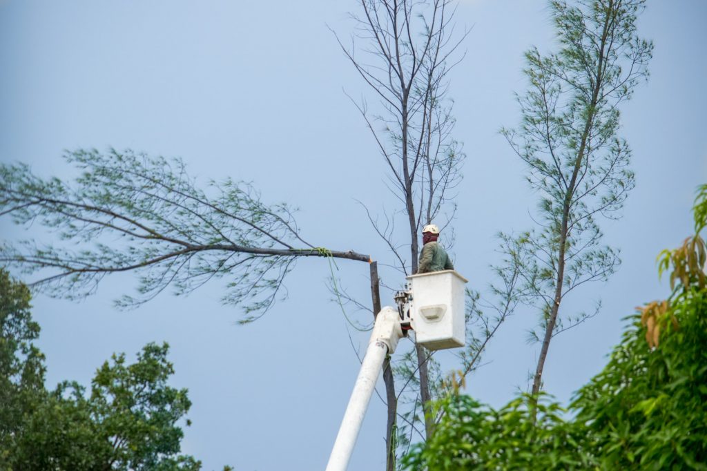 One way to protect your home from hurricane damage is to properly trim trees around your home