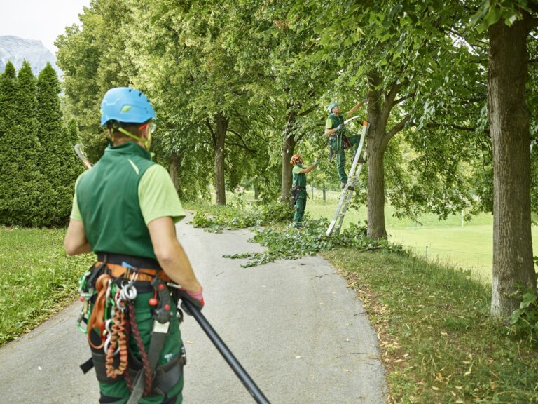 Tree cutters pruning of trees